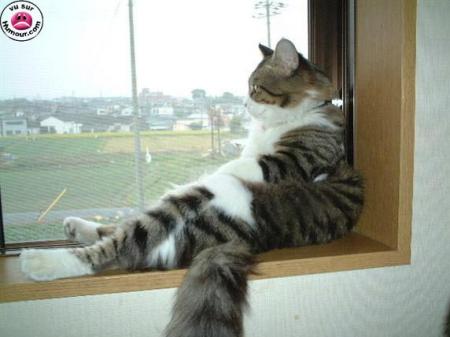 le chat reveur